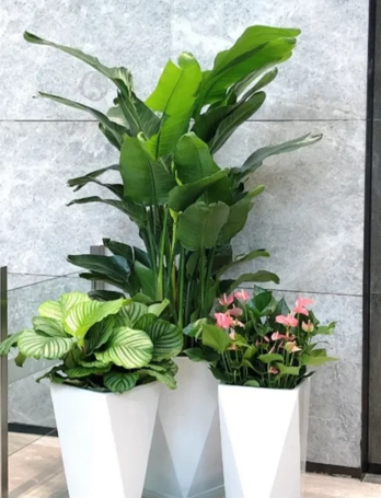 奉化花木租摆推广-奉化花木租赁保证金-镇海室内植物出租-江北员工福利花木租赁